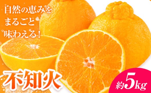 【先行予約】 みかん 不知火 5kg 高橋商店《2026年1月下旬-5月中旬頃出荷》熊本県 苓北町 柑橘 かんきつ 果物 フルーツ しらぬい 送料無料