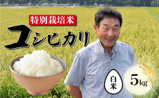 【12月発送】 特別栽培米 コシヒカリ 白米 5kg 新潟 米 新潟県 こめ ご飯 ごはん おいしい こしひかり 新発田 新発田産 新潟産 朝食 昼食 夕飯 炊きたて 精米 success001_202512 2291076 - 新潟県新発田市