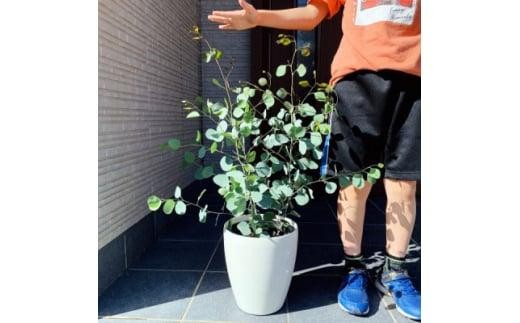 ボリュームのある ユーカリ ポポラス苗 7号(21cm)鉢カバー (ガーデニング用) 2259017 - 三重県鈴鹿市