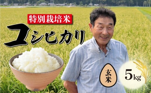 【12月発送 玄米】特別栽培米 コシヒカリ 玄米 5kg 新潟 米 新潟県 こめ ご飯 ごはん おいしい こしひかり 新発田 新発田産 新潟産 朝食 昼食 夕飯 炊きたて 精米 success005_202512