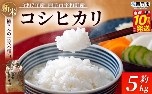 新米 [令和7年産 コシヒカリ 約5kg 西予市宇和町産] 白米 精米 楠さんの一等米相当 選べる こしひかり お米 コメ こめ ご飯 ごはん 早く届く スピード発送 愛媛県 西予市[常温]『最短10営業日以内に順次発送』
