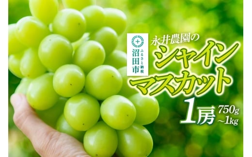 シャインマスカット 1房（750g～1kg）永井農園