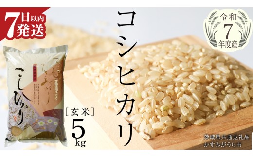 [ 令和7年産 ] コシヒカリ 玄米 5kg ( 5kg × 1袋 ) (茨城県共通返礼品 かすみがうら市) 最短7営業日以内発送 新米 米 ごはん もっちり 甘い コメ お米 玄米 銘柄米 [EX011sa]