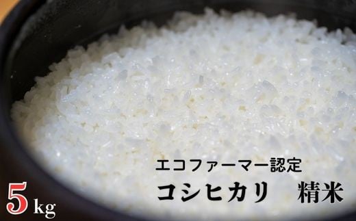 令和7年産 新米【エコファーマー認定】 コシヒカリ 白米 5kg ／ 米 こめ コメ ごはん ご飯 お米 おこめ 精米 白米 新米 エコファーマー認定 5kg 令和7年 千葉県 東庄町 産地直送 2268639 - 千葉県東庄町
