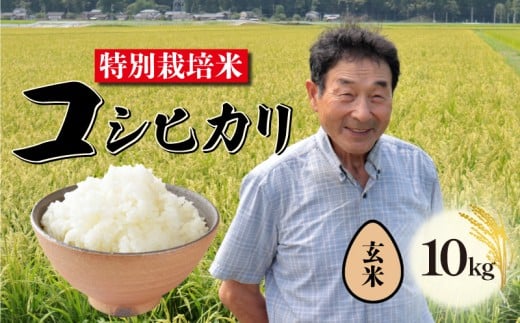 【12月発送 玄米】特別栽培米 コシヒカリ 玄米 10kg 新潟 米 新潟県 こめ ご飯 ごはん おいしい こしひかり 新発田 新発田産 新潟産 朝食 昼食 夕飯 炊きたて 精米 success006_202512