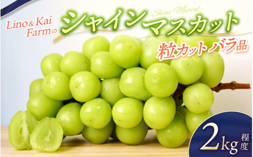 【2025年先行予約】【粒カットバラ品】 シャインマスカット(2kg程度）Lino＆Kai Farm 【2025年10月上旬～順次発送】/ 朝採れ ぶどう 岡山  真庭市 シャインマスカット 高級 ギフト 大粒 果物 ご自宅用 人気 産地直送 国産 安全 数量限定 種なし 食べチョクアワード 受賞