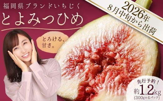 福岡県ブランド いちじく 「とよみつひめ」約1.2kg(約300ｇ×4パック) 3W2