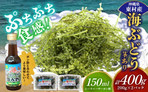 美ら海 沖縄県産 海ぶどうセット／茎あり400g（200g×2パック）ポン酢付 海ブドウ 海ぶどう うみぶどう パック 茎なし クビレズタ たれ付き 海鮮 海藻 プチプチ おつまみ 沖縄料理 ご当地 特産品 グルメ 人気 居酒屋 常温 沖縄県 東村 2258001 - 沖縄県東村