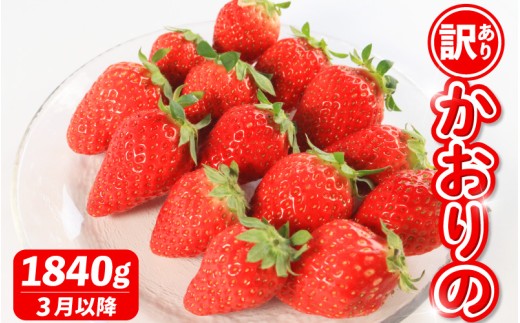 《3月~発送》 先行予約 訳あり いちご かおりの 選べる容量 1840g 苺 ストロベリー 果物 フルーツ ケーキ ゼリー ジュース アイス シャーベット チョコ フルーツサンド いちご大福 大福 洋菓子 和菓子 スイーツ デザート ジャム 不揃い 規格外 家庭用 甘い 人気 おすすめ お取り寄せ グルメ 徳島県 阿波市 Berry Mate Farm 2254021 - 徳島県阿波市