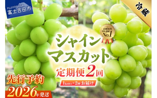 山梨県富士吉田市のふるさと納税 【2026年発送 先行予約】【2回定期便】ジューシーで甘さ抜群 厳選シャインマスカット1kg以上×2回配送 ぶどう 果物 フルーツ 旬 山梨県 2026年 山梨 富士吉田市