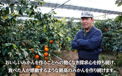 岩崎みかん みかん 果物 フルーツ