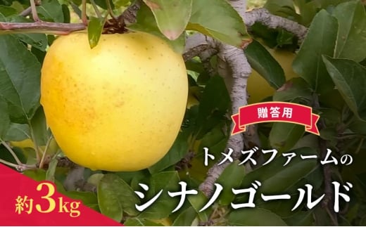 シナノゴールド（贈答用） 約3kg（8玉〜12玉入り）トメズファーム　りんご　長野　果物　フルーツ [№5915-1657]