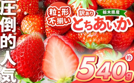 【栃木県共通返礼品】【チョイス限定企画】【先行予約】「とちあいか」訳あり大きさ形不揃い 約540g以上 | いちご とちあいか 香貴 朝採れ 大粒 新鮮 甘い  数量 限定 美味しい 果物 共通返礼品 フルーツ デザート 栃木県 送料無料 2259727 - 栃木県矢板市