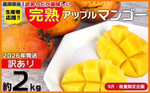 【9月・数量限定企画】【2026年発送】生産者応援！！訳ありだが美味しい完熟アップルマンゴー約2kg　農園直送！ 訳アリ 先行予約 沖縄 甘味 糖度 濃厚 美味しい 自分用 おいしい ふるさと納税 とろける甘さ 香り アーウィン 果汁 送料無料 箱入り トロピカル フードロス わけあり ２キロ 2260894 - 沖縄県大宜味村