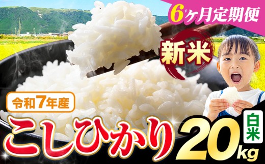 【6ヶ月定期便】令和7年産 新米 白米 こしひかり 20kg《お申込みの翌月出荷》熊本県産 ふるさと納税 白米 精米 ひの 米 こめ ふるさとのうぜい コシヒカリ コメ お米 おこめ