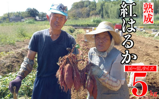 熟成 紅はるか 5kg M から 2L サイズ さつまいも サツマイモ いも 芋 焼き芋 やきいも 蒸し芋 冷やし焼き芋 蜜芋 スイートポテト さつまいもスープ 芋ご飯 さつまいもチップス 天ぷら おやつ デザート スイーツ 料理 材料 国産 長期熟成 低温熟成 高糖度 甘い 甘み しっとり なめらか 栄養豊富 食物繊維 季節限定 秋冬限定 冬の味覚 愛媛県 愛南町 愛南町産 愛なんよ
