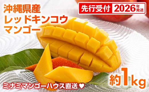 【先行受付】【2026年発送】ミナミマンゴーハウスの赤金煌(レッドキンコウ）マンゴー約1kg - 先行予約 沖縄県産 産地直送 南国フルーツ 旬の味覚 希少種 希少栽培 オススメ 沖縄県 八重瀬町