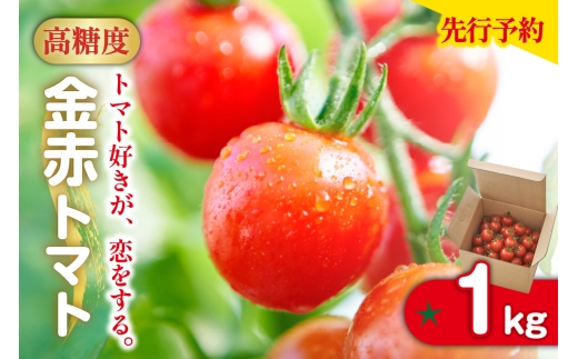 【先行予約】【2025年12月頃から順次発送】トマト好きが、恋をする。　1kg　金赤トマトミニ 野菜 新鮮野菜 夏野菜 旬野菜 生野菜 ミニトマト プチトマト フルーツ トマト 国産 味が濃い 濃厚 高糖度 甘い ビタミンC リコピン お弁当 サラダ マリネ 前菜 お取り寄せ 特産品 愛知県 常滑市