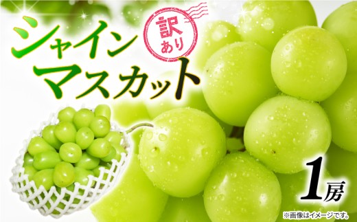 訳あり シャインマスカット 1房 450g以上 2025 年発送分 数量限定 先行予約 種なし 葡萄 ぶどう マスカット シャイン ご自宅用 産地直送 農家直送 直売 生産 有機栽培 フルーツ 果物 果実 くだもの デザート 旬 味覚 フレッシュ ジューシー 新鮮 甘い 贅沢 ご褒美 お取り寄せ グルメ ふるさと納税 送料無料 千葉県 銚子市 加瀬農園 【8月中旬から9月中旬に順次発送予定】