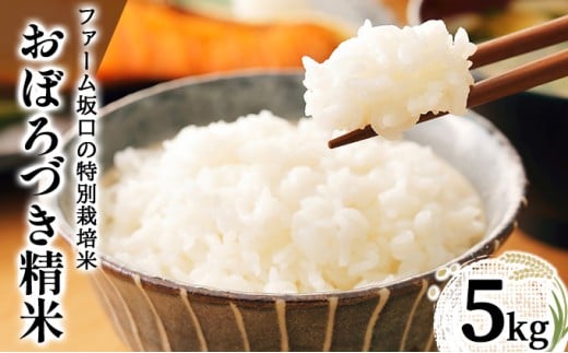 令和7年産!ファーム坂口の特別栽培米 おぼろづき精米 5kg | 北海道岩見沢産 おぼろづき 玄米 5kg 10kg 15kg 北海道 岩見沢市 2259794 - 北海道岩見沢市