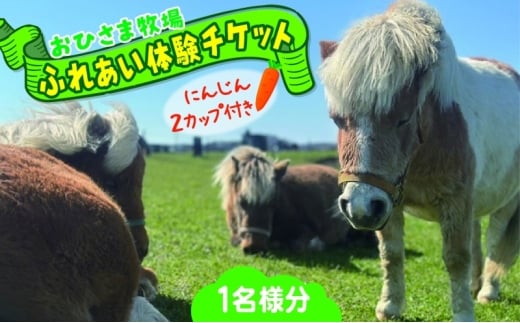 おひさま牧場 ふれあい体験チケット 1名分 にんじん2カップ付き ふれあい チケット ふれあい体験 体験 ミニチュアホース ホース 馬 ふれあい牧場 牧場 体験券 券 ふれあいチケット 動物 北海道 日高町