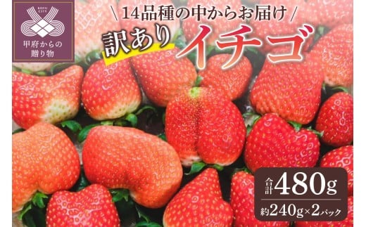 【2025-2026発送分】お得 訳ありイチゴ 480g 訳あり いちご イチゴ 苺 セット ギフト 贈答 採れたて フルーツ 約240g×2パック 冷蔵 山梨 甲府市産
