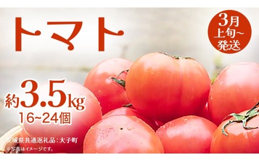 トマト 約3.5kg (16～24個)【2026年3月上旬発送開始】(茨城県共通返礼品：大子町) とまと 野菜 やさい