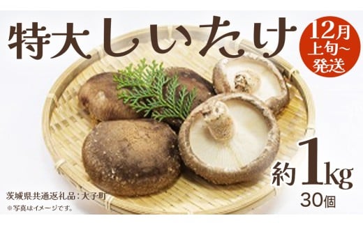 特大 しいたけ 約1kg (30個)【2025年12月上旬発送開始】(茨城県共通返礼品：大子町) 肉厚 椎茸 ステーキ 天ぷら 鍋料理