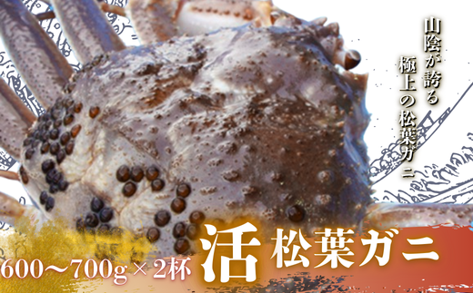 松葉カニ600g～700g×2杯〈活〉松葉ガニ カニ 蟹 新鮮 旬 プレゼント 贈与 お祝い事 贈り物 年末年始 祝辞