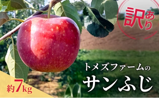 サンふじ（訳あり） 約7kg　トメズファーム　りんご　長野　信州　小諸　果物　フルーツ [№5915-1668]
