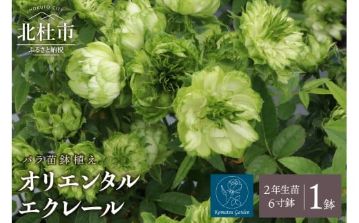 【2026年2月以降発送】バラ苗鉢植え「オリエンタルエクレール」 バラ 苗 1鉢 四季咲き 鉢植え 花 6寸鉢 2年生苗 ガーデニング 初心者 母の日 父の日