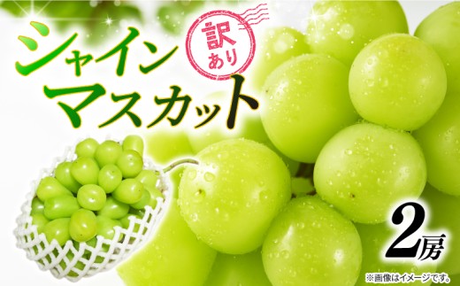 訳あり シャインマスカット 2房 約1kg 2025 年発送分 数量限定 先行予約 種なし 葡萄 ぶどう マスカット シャイン ご自宅用 産地直送 農家直送 直売 生産 有機栽培 フルーツ 果物 果実 くだもの デザート 旬 味覚 フレッシュ ジューシー 新鮮 甘い 贅沢 ご褒美 お取り寄せ グルメ ふるさと納税 送料無料 千葉県 銚子市 加瀬農園 【8月中旬から9月中旬に順次発送予定】