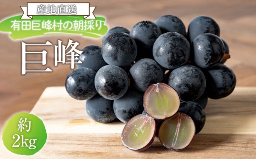 ［先行予約］[産直]有田巨峰村の朝採り巨峰　約2kg★2026年8月中旬頃より順次発送