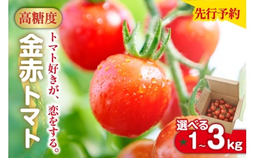 【先行予約】【2025年12月頃から順次発送】トマト好きが、恋をする。 1～3kg 金赤トマトミニ [選べる容量] 金赤トマトミニ 野菜 新鮮野菜 夏野菜 旬野菜 生野菜 ミニトマト プチトマト フルーツ トマト 国産 味が濃い 濃厚 高糖度 甘い ビタミンC リコピン お弁当 サラダ マリネ 前菜 お取り寄せ 特産品 愛知県 常滑市