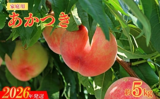 No.2155福島のもも　家庭用あかつき　約5kg【2026年発送　先行予約】 362766 - 福島県福島市