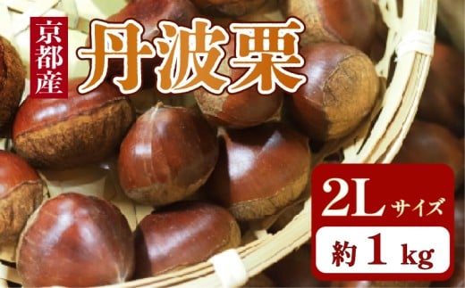 京都府産 丹波栗 1kg 2Lサイズ 栗 大粒 秋 旬 味覚 くり 国産 丹波ぐり 丹波くり 生栗 生ぐり 和栗 生くり 京都 京都府 JA JA京都