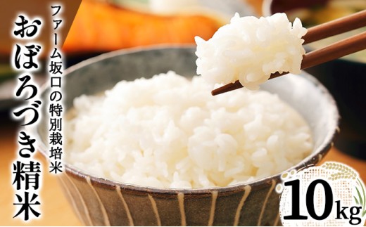 令和7年産!ファーム坂口の特別栽培米 おぼろづき精米 10kg(10kg×1) | 北海道岩見沢産 おぼろづき 玄米 5kg 10kg 15kg 北海道 岩見沢市 2259796 - 北海道岩見沢市
