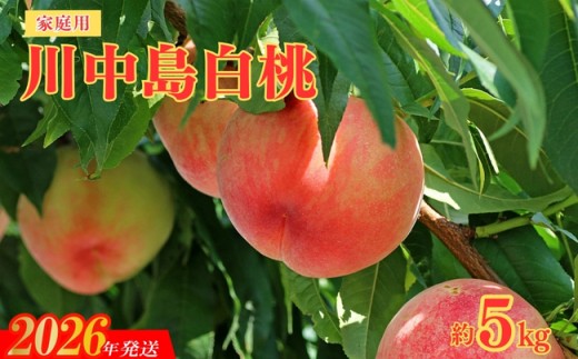 No.2156福島のもも　家庭用川中島白桃　約5kg【2026年発送　先行予約】