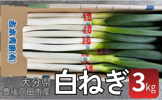 【先行予約】甘くて美味しい白ねぎ 3kg 西日本トップクラスの産地・大分県豊後高田市産 広大な干拓で育ったミネラル豊富な白ネギ  