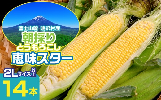 【2026年7月～発送】富士山麓 鳴沢村産 朝採り とうもろこし【恵味スタ－】14本 ふるさと納税  山梨県 鳴沢村 送料無料 NSH004 1681437 - 山梨県鳴沢村