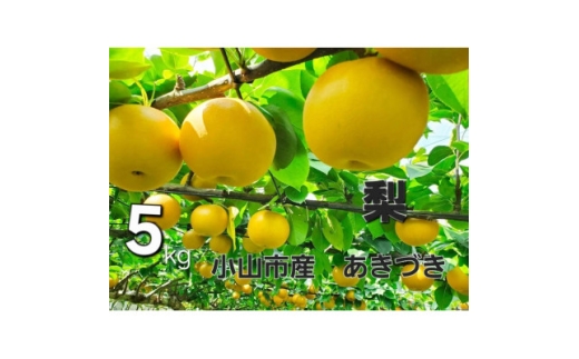 ＜5kg＞栃木県小山市産　あきづき　梨【1617301】