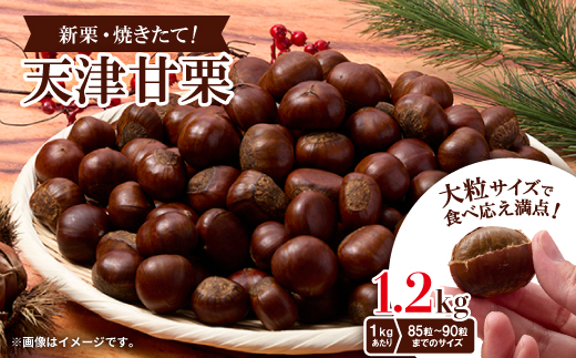 ＜1.2kg＞新栗ビックサイズ!!焼きたて!!天津甘栗　大粒サイズ　期間限定でお届けします。_ 栗 くり 甘栗 天津甘栗 おやつ スイーツ 焼きたて 甘い 菓子 お菓子 マロン 常温 送料無料 人気 おすすめ お取り寄せ 大粒 新栗 限定【1510514】