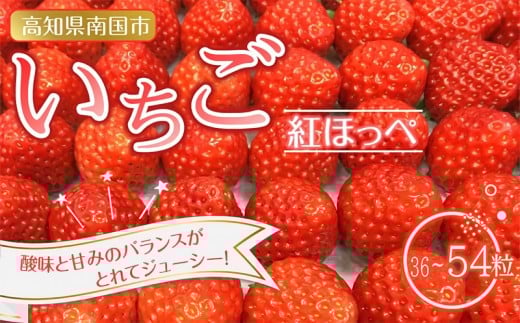 先行予約 いちご 紅ほっぺ 贈答品 2箱（4パック：36～54粒） 2026年1月発送開始 | 高級 厳選 こだわり 贅沢 贈り物 ギフト プレゼント 限定 お取り寄せ 苺 いちご 果物 くだもの フルーツ 人気 旬 甘い 大粒 高糖度 産地直送 期間限定 高知県 南国市