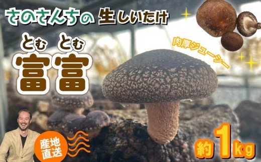 【先行予約：2025年11月以降順次発送】生 しいたけ 富富（とむとむ）約1kg さのさんち 椎茸 シイタケ 肉厚 ジューシー きのこ 静岡県 藤枝市 人気 野菜 旬 安心 安全 JGAP認証農場