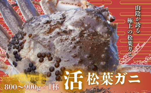 松葉ガニ 800～900g×1杯〈活〉松葉ガニ カニ 蟹 新鮮 旬 プレゼント 贈与 お祝い事 贈り物 年末年始 祝辞 2259979 - 島根県西ノ島町