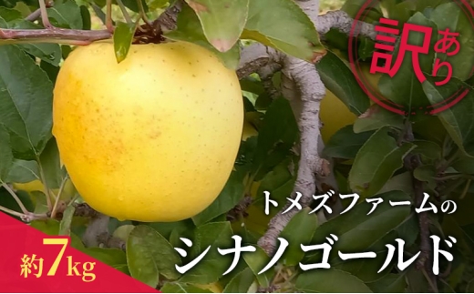 シナノゴールド（訳あり） 約7kg　トメズファーム　りんご　長野　信州　小諸　果物　フルーツ [№5915-1667]