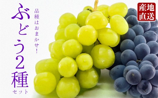 もぎたて葡萄セット ぶどう 食べ比べ 約2種セット 約1.5kg 品種はおまかせ ピオーネ グランピオーネ 藤稔 ハニービーナス シャインマスカット 天狼 クイーンニーナ 葡萄詰め合わせ ブドウセット 旬 果物 フルーツ みずみずしい 冷蔵 熊本県 阿蘇市 2261345 - 熊本県阿蘇市