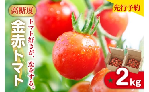 【先行予約】【2025年12月頃から順次発送】トマト好きが、恋をする。　2kg　金赤トマトミニ 野菜 新鮮野菜 夏野菜 旬野菜 生野菜 ミニトマト プチトマト フルーツ トマト 国産 味が濃い 濃厚 高糖度 甘い ビタミンC リコピン お弁当 サラダ マリネ 前菜 お取り寄せ 特産品 愛知県 常滑市