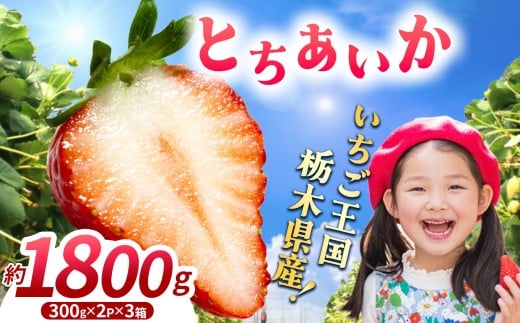 【先行予約】【期間限定】那珂川町産とちあいか 3月発送分 300g×2×3 | いちご とちあいか ジューシー フルーティー 大きい 新鮮 甘い 美味しい 果物 共通返礼品 フルーツ デザート 栃木県 那珂川町 送料無料 2260916 - 栃木県那珂川町