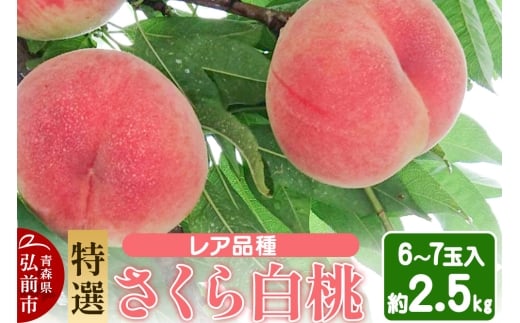 【25年9月発送】もも レア品種 さくら白桃【特選】約2.5kg 6玉～7玉入り【レビューキャンペーン】 2259696 - 青森県弘前市